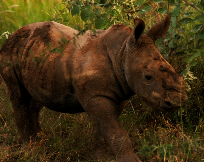 Name:  Baby rhino1small.JPG
Views: 453
Size:  419.2 KB