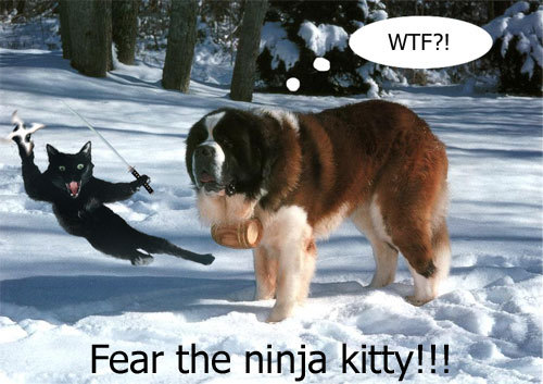 Name:  ninjakitty.jpg
Views: 682
Size:  54.5 KB