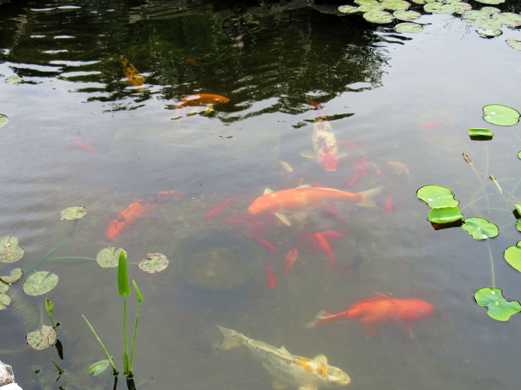 Name:  pond-fish.jpg
Views: 28391
Size:  648.7 KB