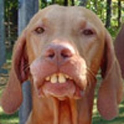 Name:  smile_dog_johan.jpg
Views: 1318
Size:  69.1 KB