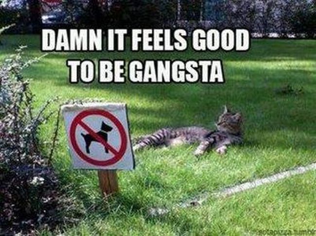 Name:  Gangsta_Cat1.jpg
Views: 2206
Size:  72.7 KB