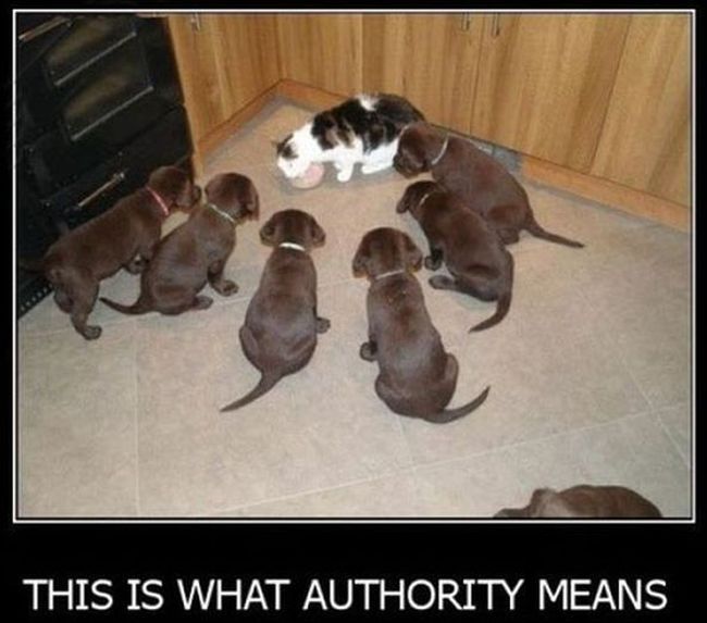 Name:  Authority.jpg
Views: 2237
Size:  47.9 KB