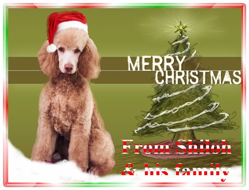 Name:  shiloh-christmas-card-2.jpg
Views: 6699
Size:  122.6 KB