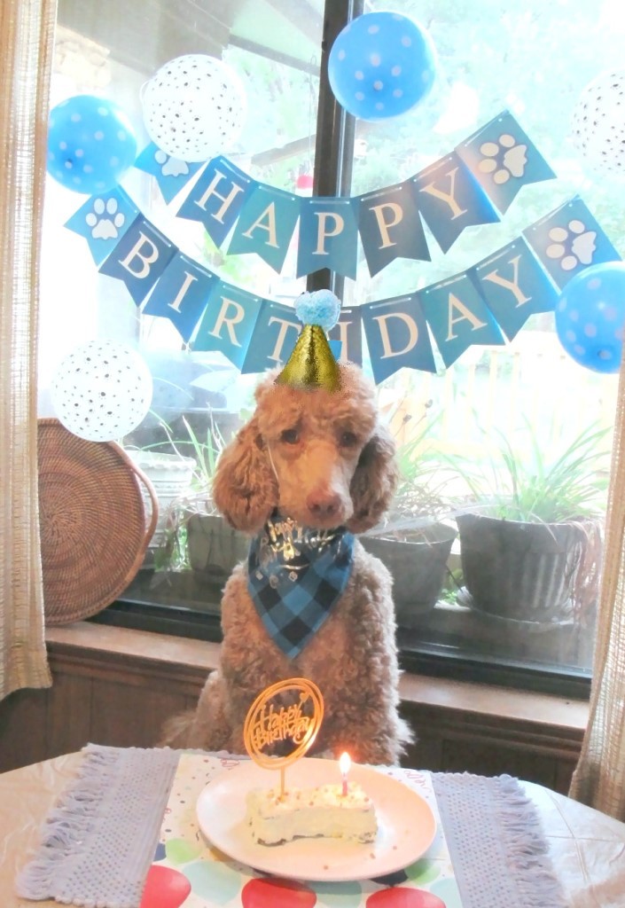 Name:  Shiloh-birthday2.JPG
Views: 2095
Size:  172.6 KB