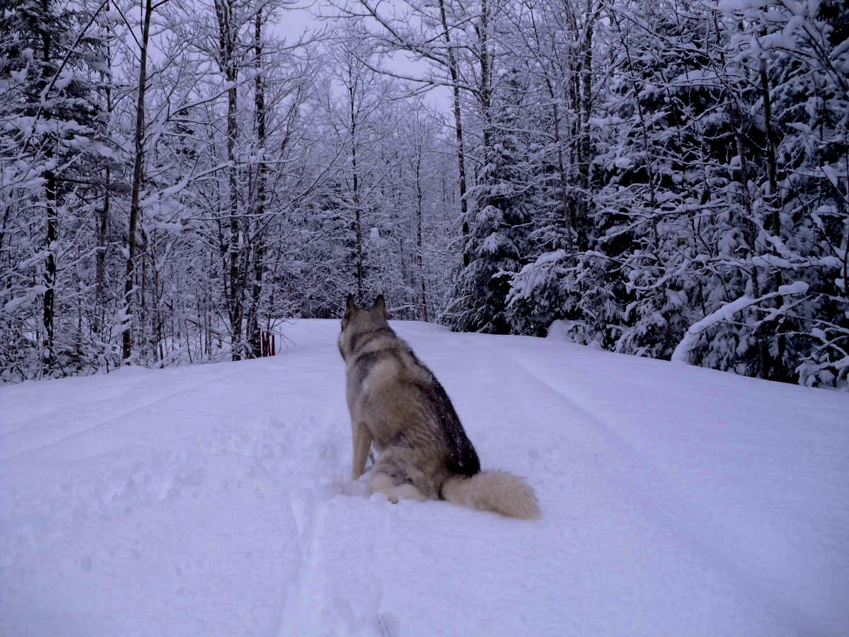 Name:  Snow dog. (1).jpg
Views: 3192
Size:  424.9 KB