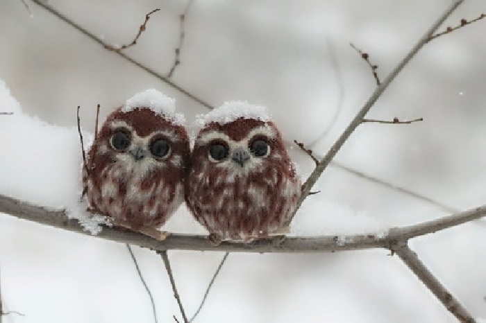 Name:  Owls..jpg
Views: 957
Size:  91.4 KB