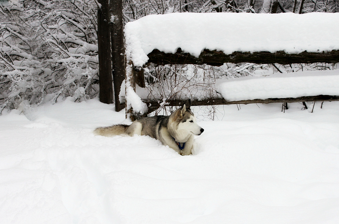 Name:  Talii in the snow..JPG
Views: 1265
Size:  614.0 KB