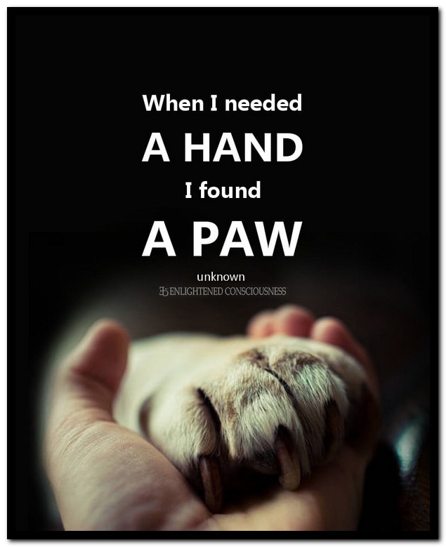 Name:  A paw..jpg
Views: 990
Size:  60.2 KB