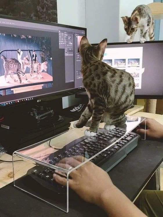 Name:  Cat_Keyboard.jpg
Views: 1363
Size:  48.8 KB