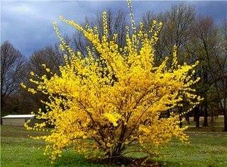 Name:  forsythia.jpg
Views: 1030
Size:  23.5 KB