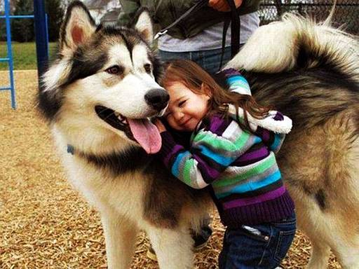 Name:  Malamute..jpg
Views: 1430
Size:  43.4 KB