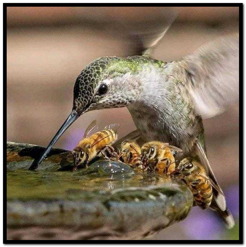 Name:  Birds and bees..jpg
Views: 1359
Size:  177.3 KB