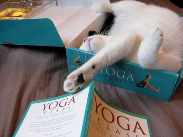 Name:  Yoga.jpg
Views: 1509
Size:  46.2 KB