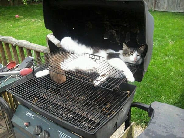 Name:  BBQ cat..jpg
Views: 2333
Size:  65.1 KB