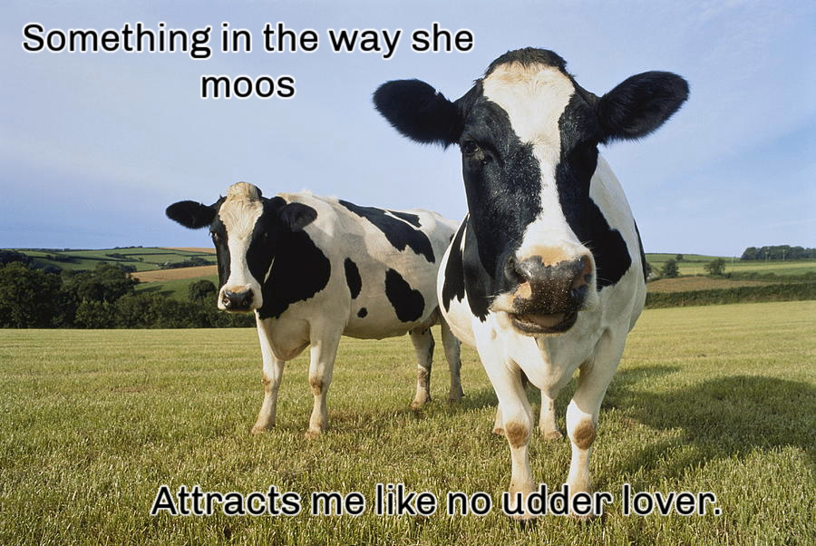 Name:  Cows. (1).jpg
Views: 913
Size:  247.6 KB