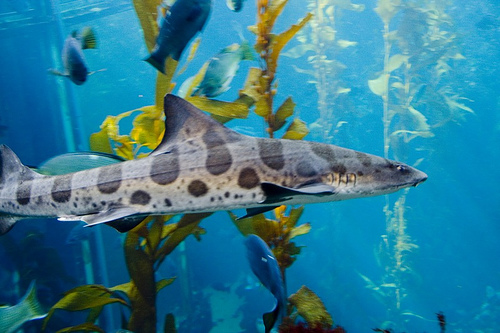 Name:  leopard shark.jpg
Views: 968
Size:  106.8 KB