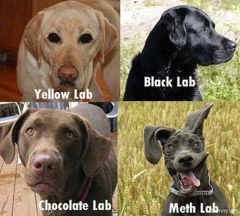 Name:  meth-lab-dog.png
Views: 1066
Size:  495.1 KB