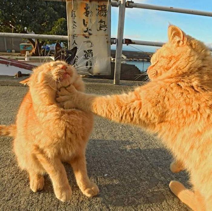 Name:  Catfight.jpg
Views: 715
Size:  81.3 KB