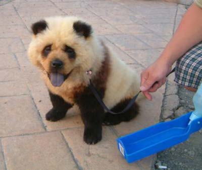 Name:  pandabeardog.jpg
Views: 892
Size:  15.7 KB