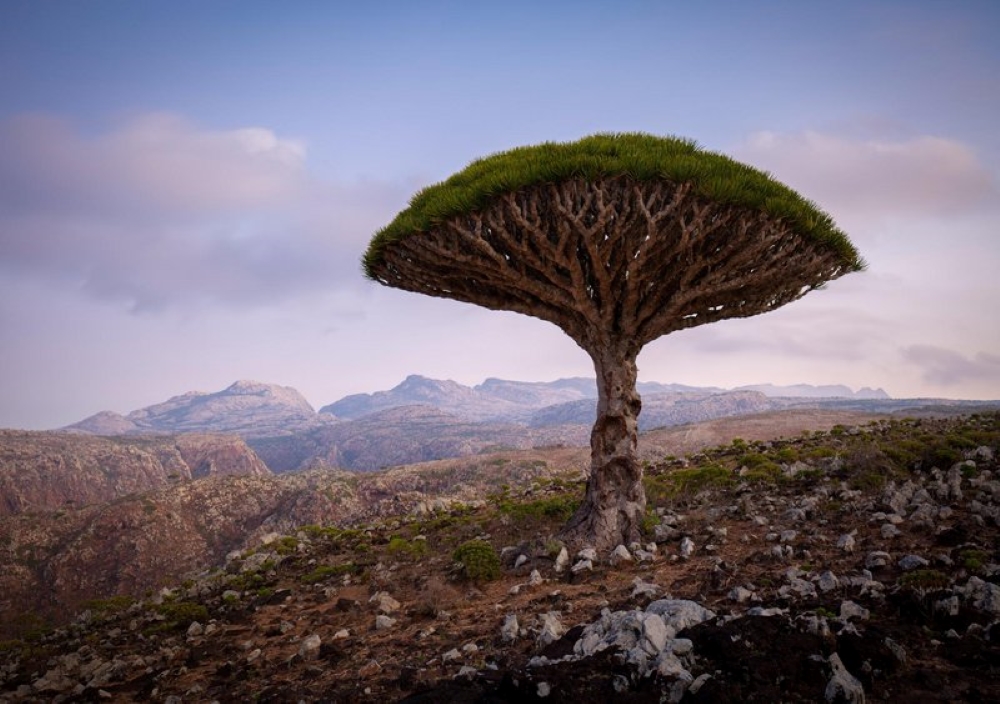 Name:  A Dragon Blood Tree Socotra Island, Yemen.jpg
Views: 5814
Size:  401.8 KB