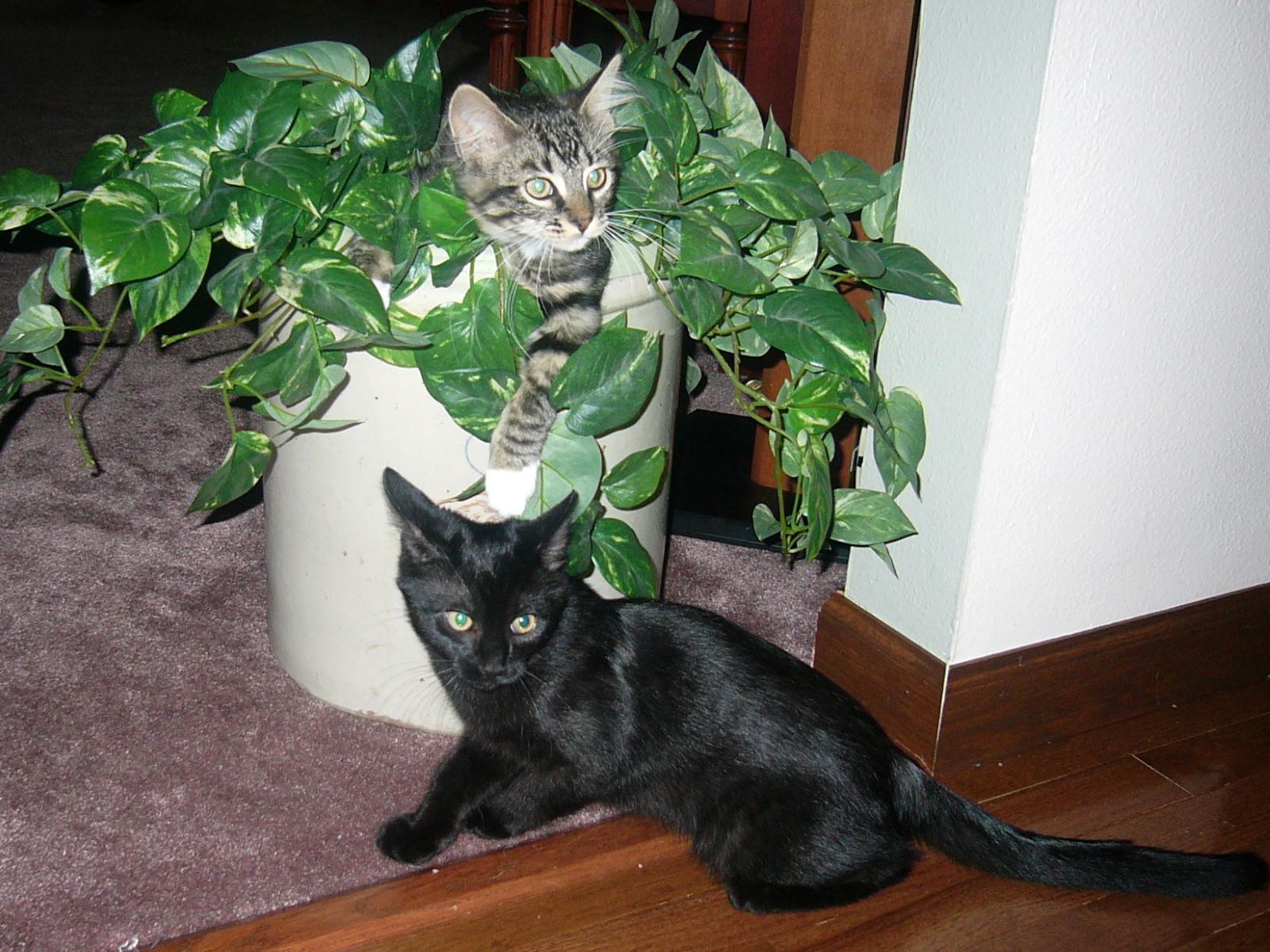 Name:  Tolouse and Allie kittens.jpg
Views: 1453
Size:  311.0 KB