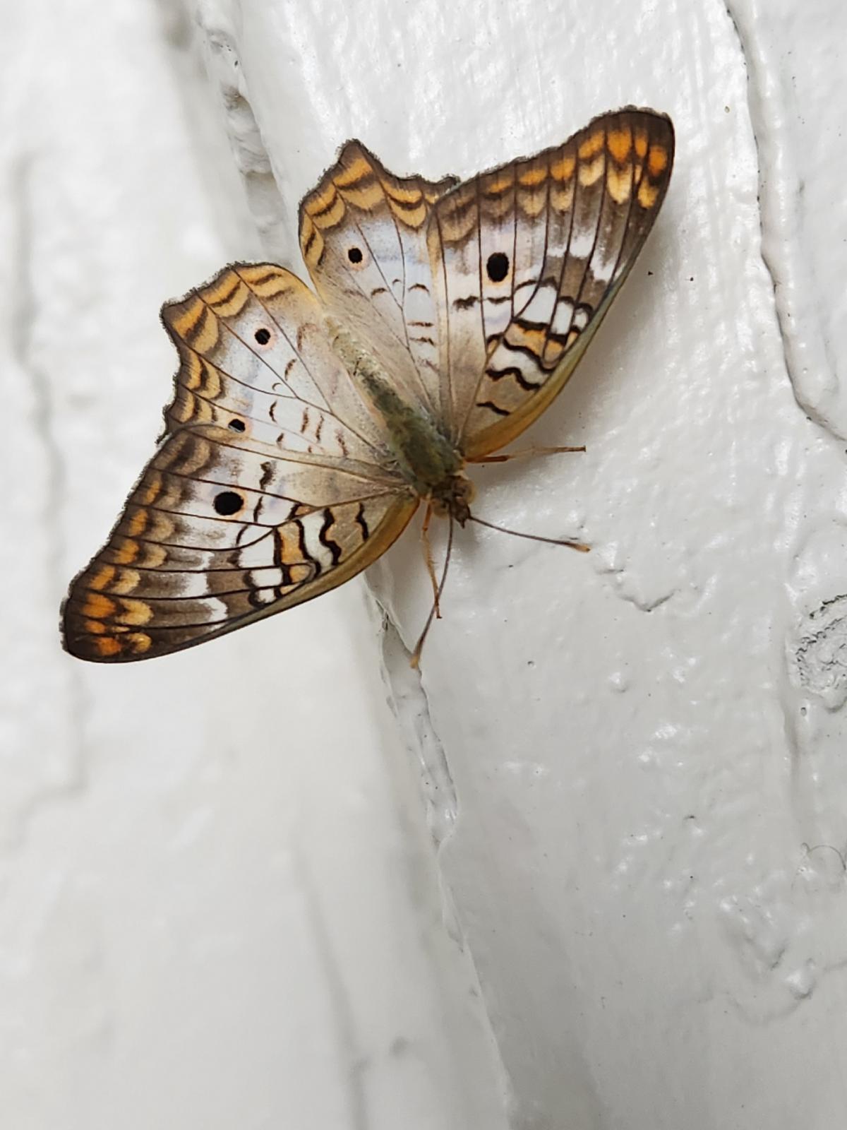 Name:  moth.jpg
Views: 1047
Size:  131.9 KB