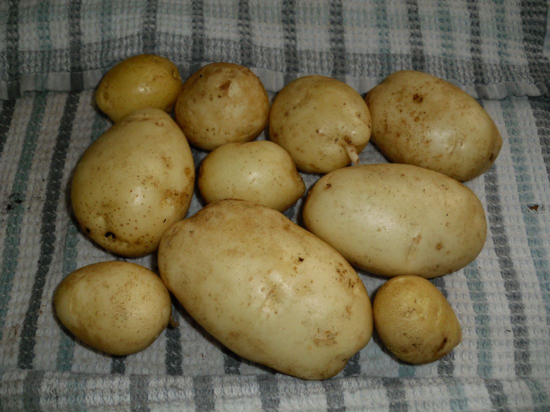 Name:  Potatoes.JPG
Views: 920
Size:  134.7 KB