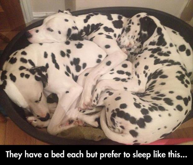 Name:  they-each-have-a-bed.jpg
Views: 687
Size:  48.3 KB