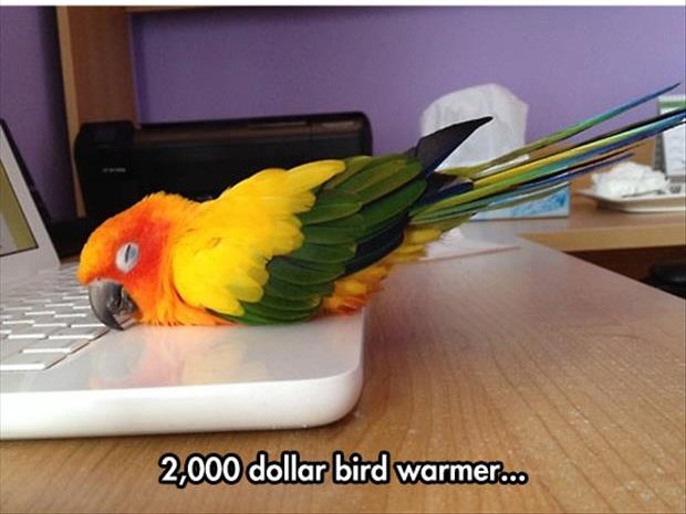 Name:  bird-warmer.jpg
Views: 672
Size:  57.9 KB