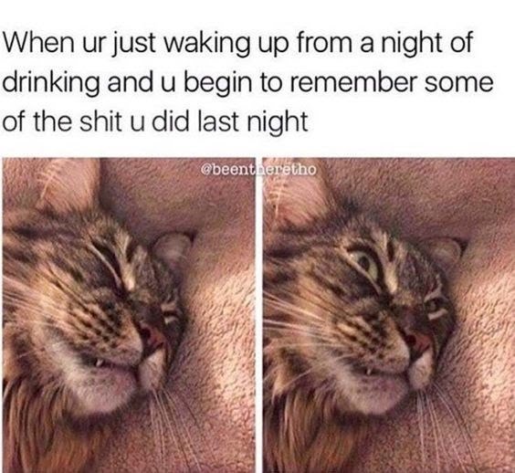 Name:  Drunk_Cat.jpeg
Views: 638
Size:  61.4 KB