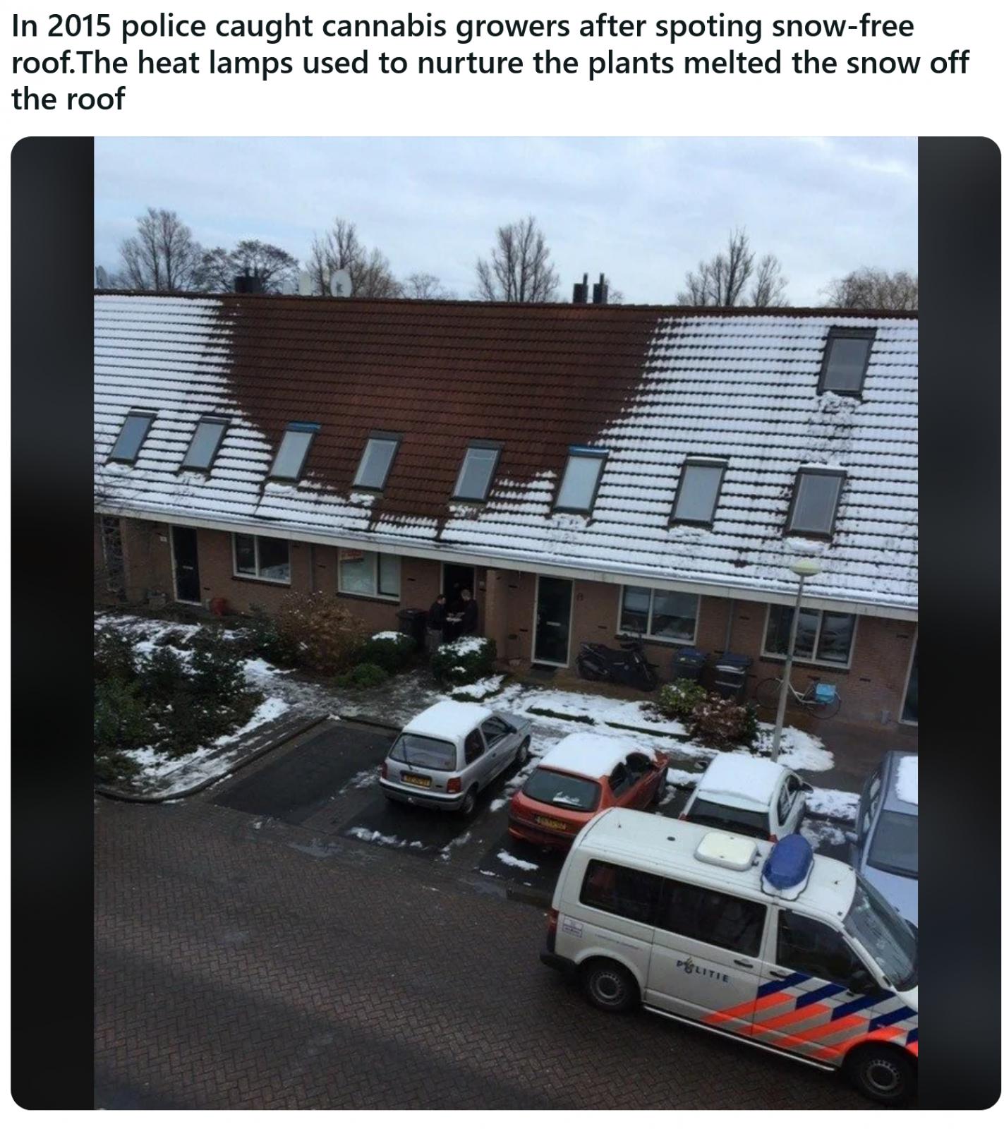 Name:  Weed_Roof_NL.jpg
Views: 705
Size:  257.9 KB