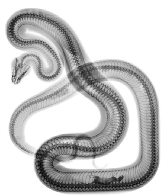 Name:  snake.jpg
Views: 1128
Size:  57.4 KB