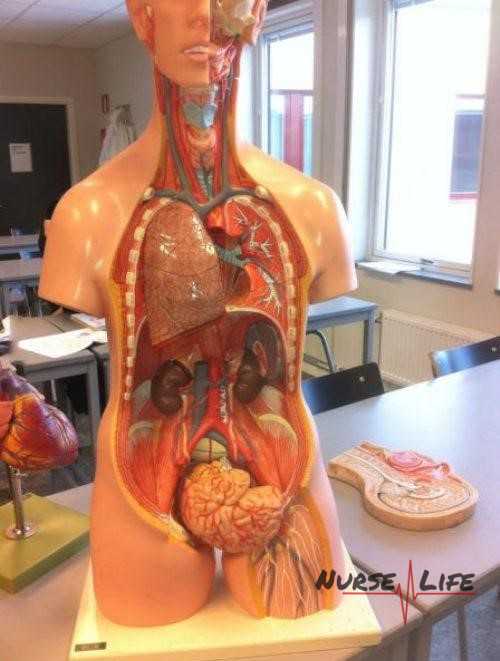 Name:  Anatomy 101..jpg
Views: 1870
Size:  117.2 KB