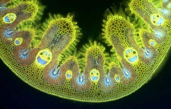 Name:  Grass cells..jpg
Views: 397
Size:  75.3 KB