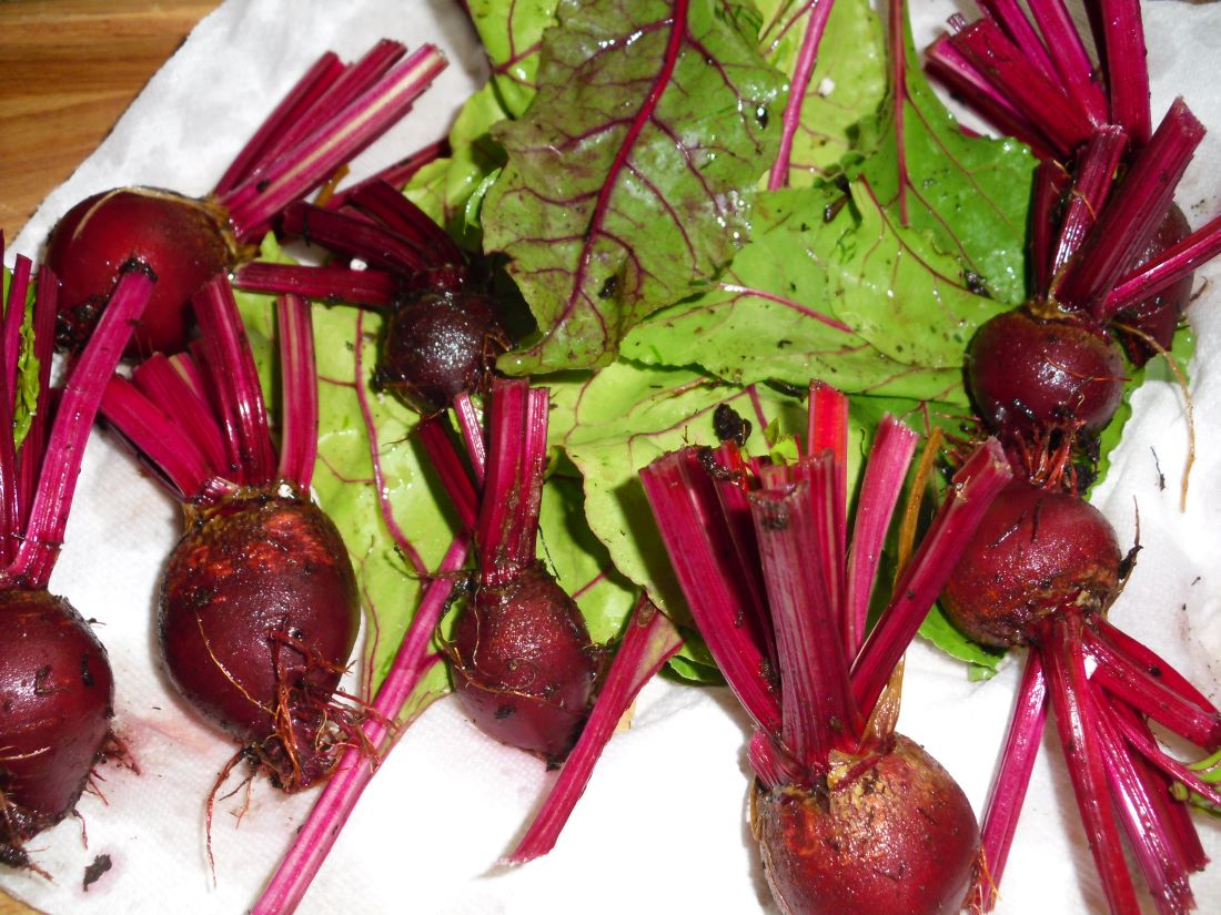 Name:  Beets..JPG
Views: 581
Size:  179.5 KB