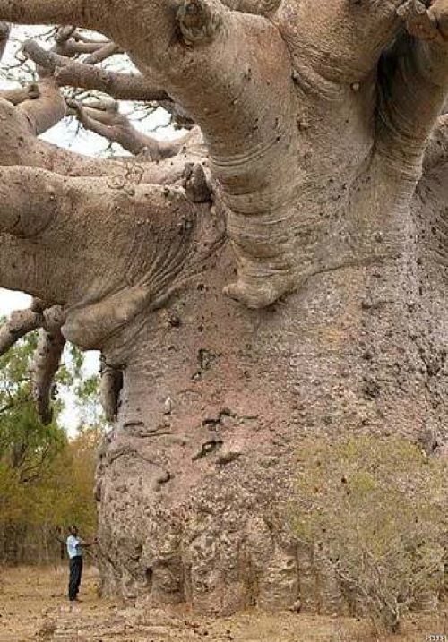 Name:  Baobab tree..jpg
Views: 334
Size:  100.8 KB