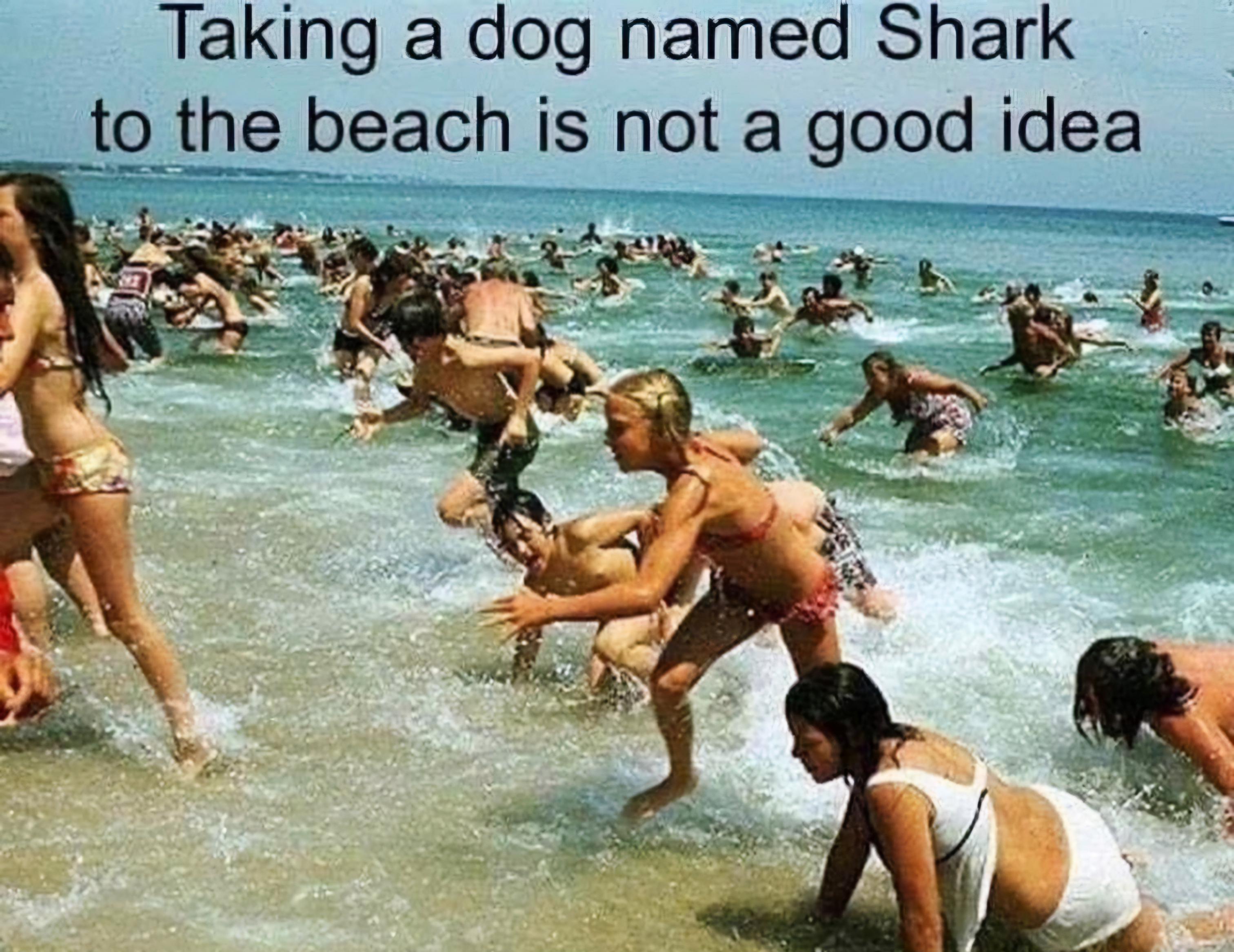 Name:  Dog_Shark.jpg
Views: 369
Size:  606.4 KB