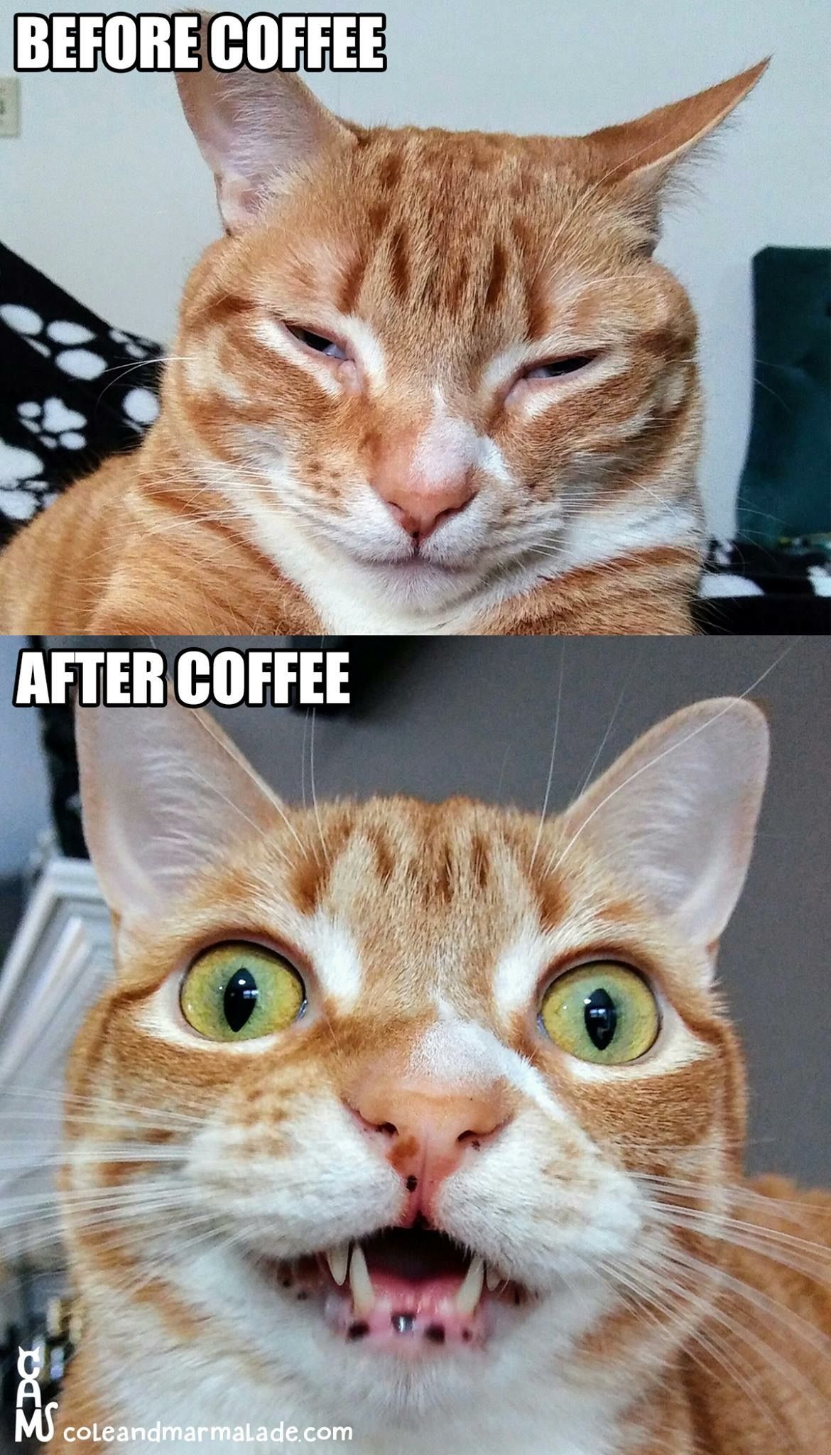 Name:  Coffee_Cat.jpg
Views: 558
Size:  339.4 KB