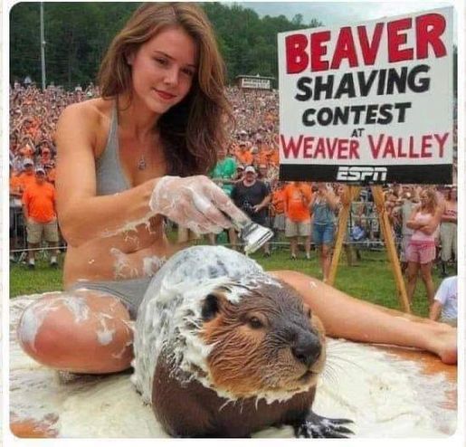 Name:  Beaver..jpg
Views: 708
Size:  56.4 KB