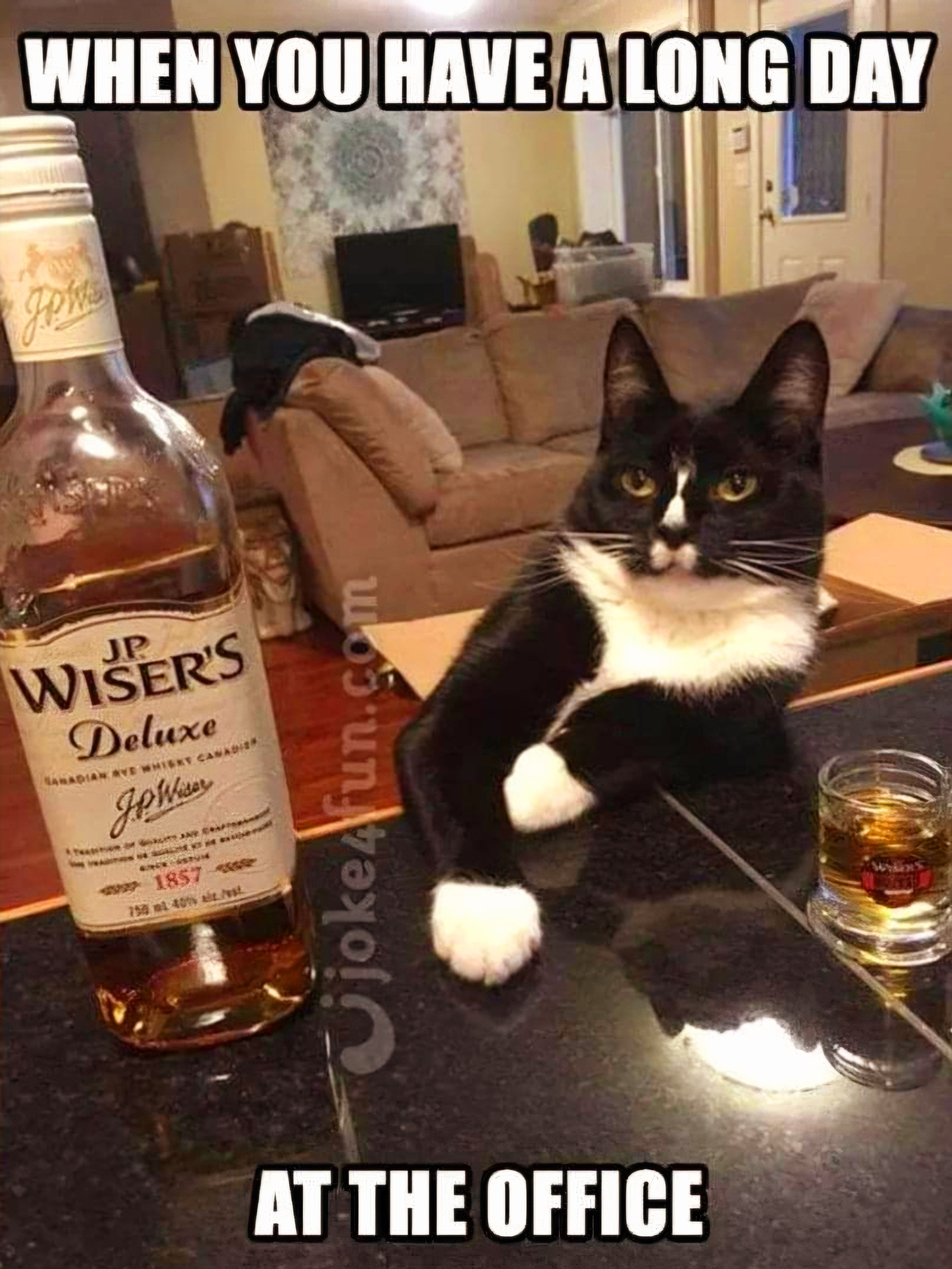 Name:  Whisky_Cat.jpg
Views: 417
Size:  1.14 MB