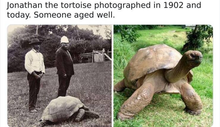 Name:  Tortoise.jpg
Views: 158
Size:  98.1 KB