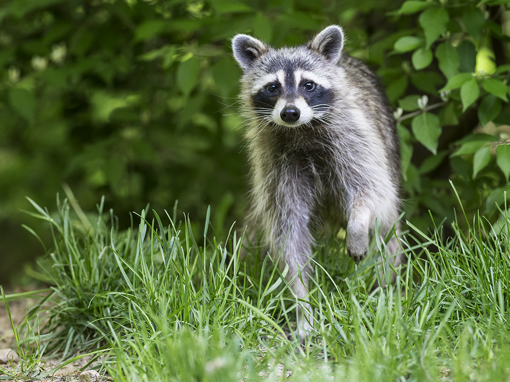 Name:  raccoon24.jpg
Views: 2199
Size:  737.7 KB