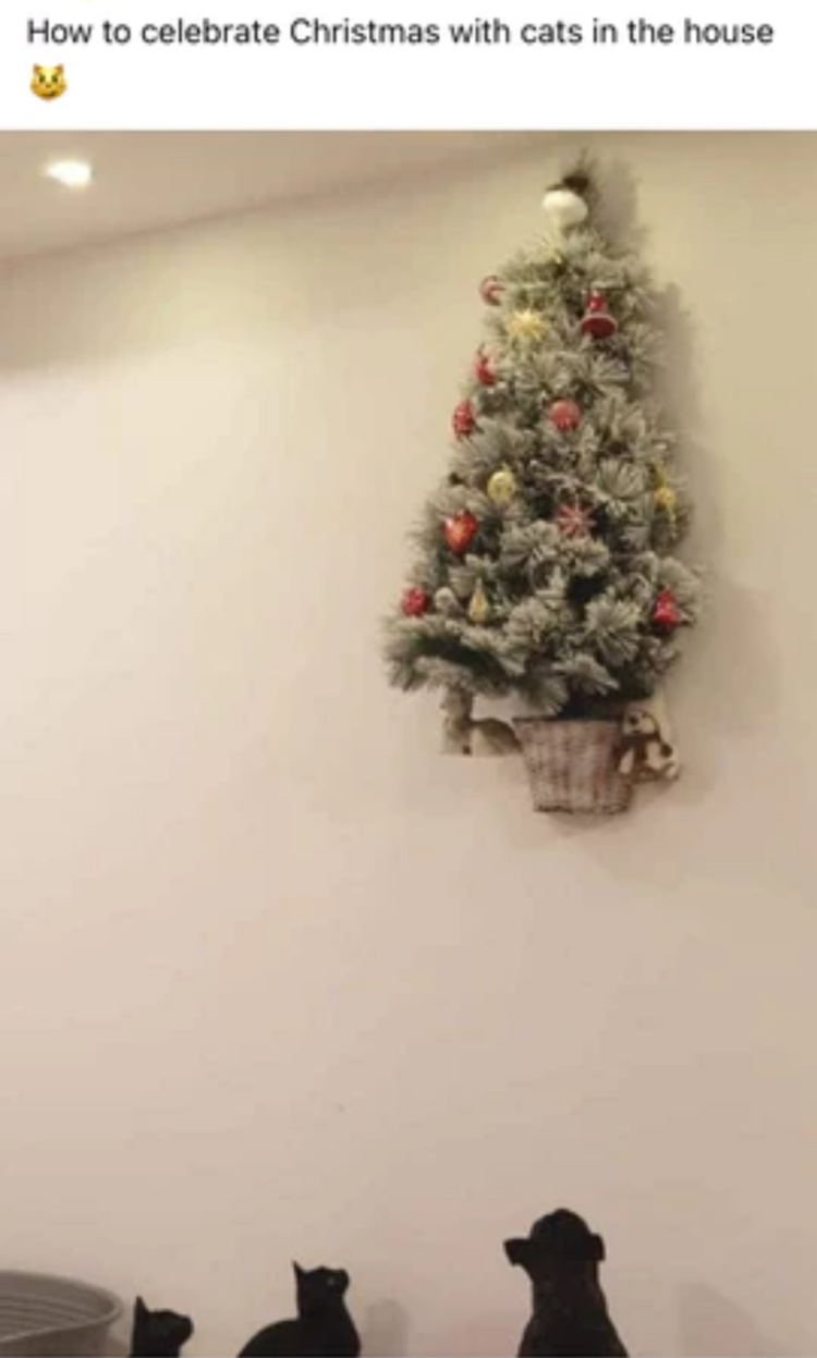 Name:  Cats_XMasTree.png
Views: 337
Size:  352.0 KB