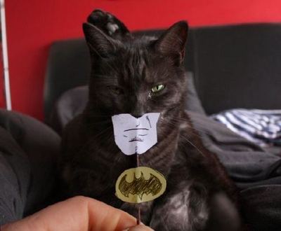 Name:  batcat.jpg
Views: 3333
Size:  16.1 KB