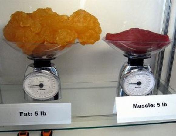 Name:  Fat and muscle..jpg
Views: 3437
Size:  27.6 KB