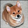 ///SHiBA's Avatar